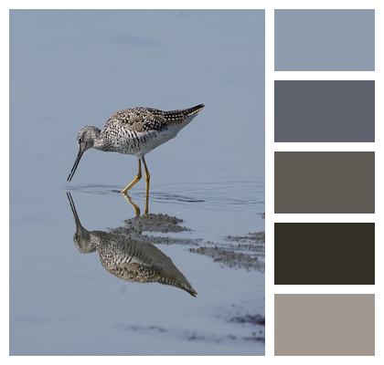 Lake Shorebird Greater Yellowleg Image